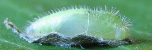 Pupae